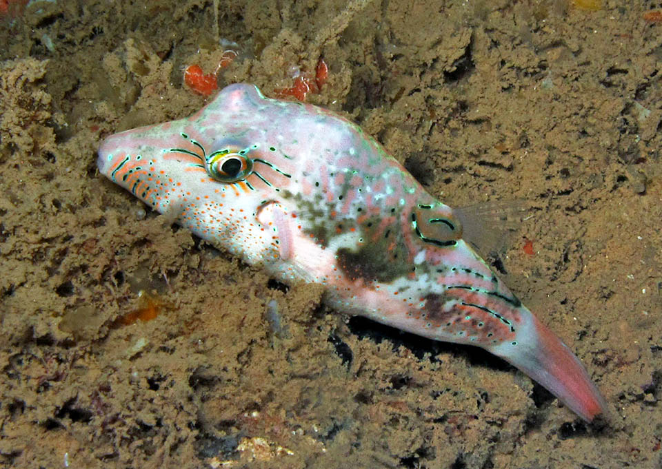 Di notte tutti i colori di Canthigaster bennetti sbiadiscono fin quasi a sparire e lo si trova spesso addormentato sul fondale.