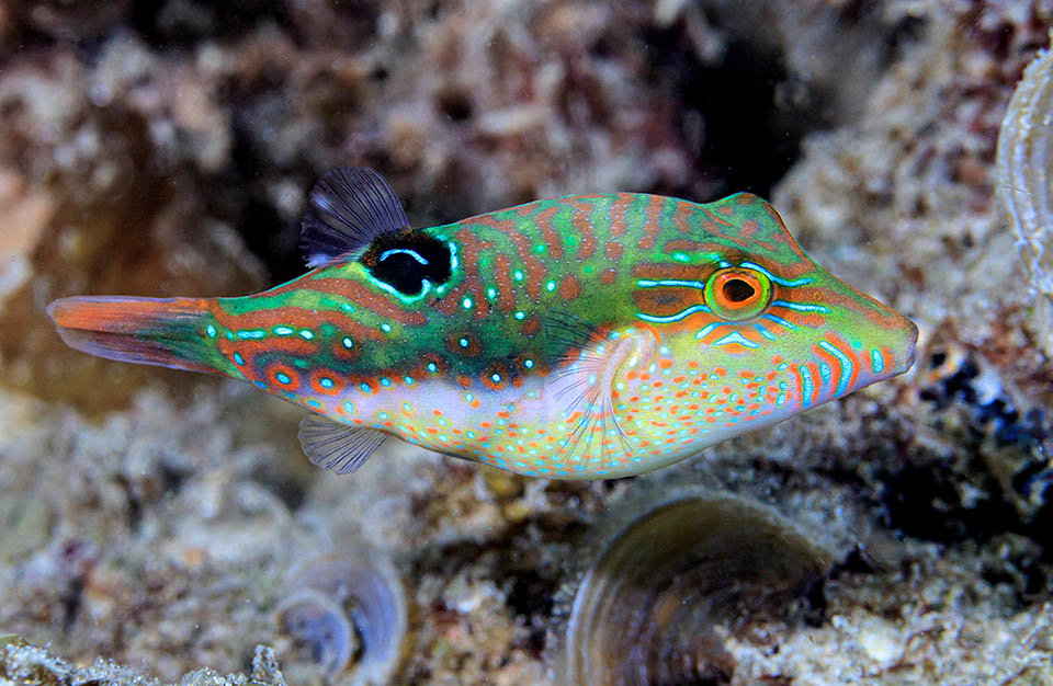 Canthigaster bennetti misura al massimo 10 cm e solo quando nuota fra i coralli i sui disegni mimetici si fanno marcati.