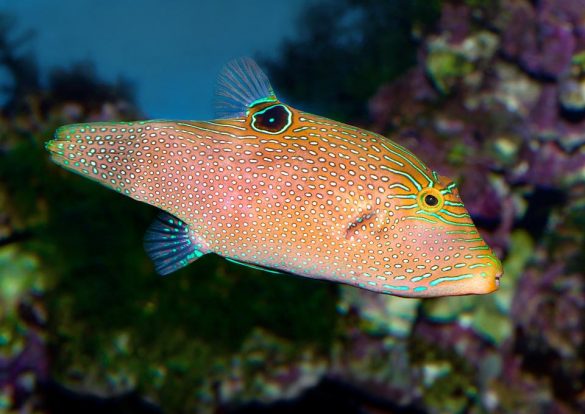 Canthigaster solandri - Monaco Nature Encyclopedia