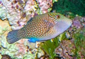 Canthigaster amboinensis - Monaco Nature Encyclopedia