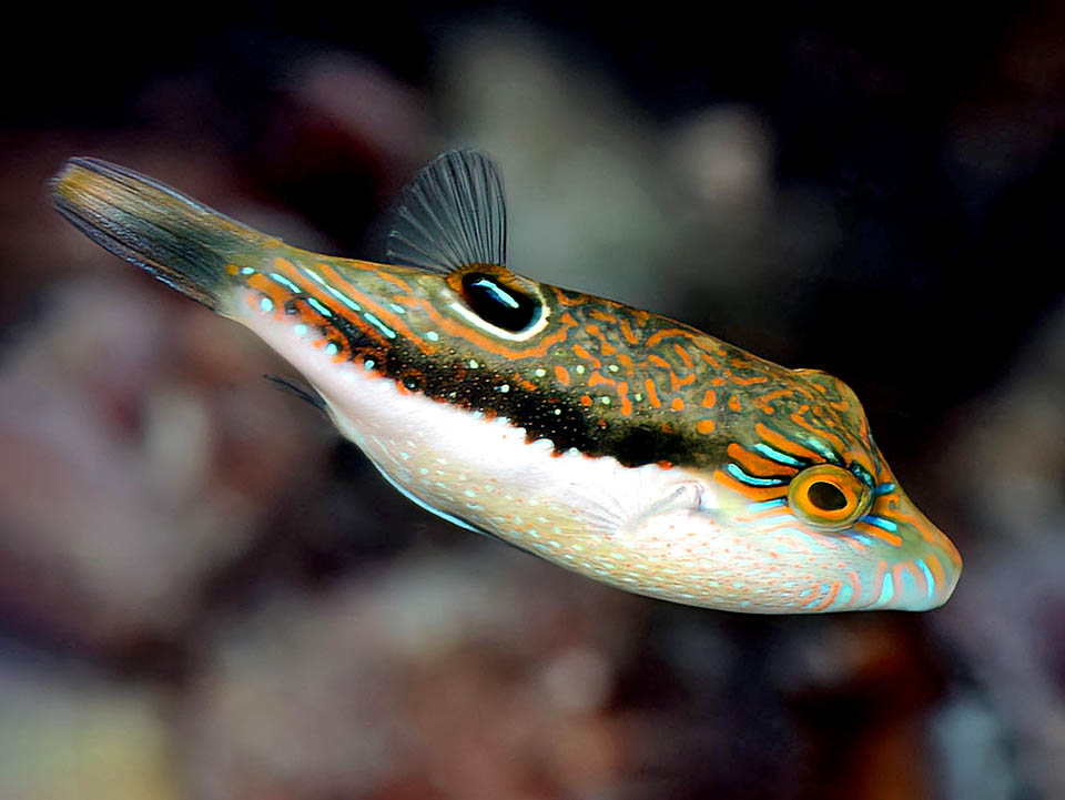 Canthigaster bennetti, presente in tutte le acque tropicali dell’Indo-Pacifico, è fra i meno sgargianti del gruppo, con una livrea estremamente mutabile secondo l’ambiente.