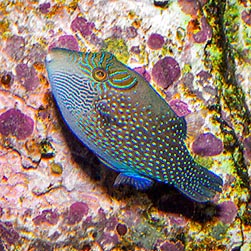 Canthigaster amboinensis - Monaco Nature Encyclopedia