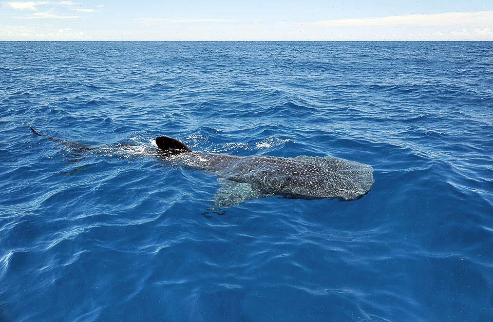 Eccetto il Mediterraneo, lo Squalo balena (Rhincodon typus) è presente nei mari tropicali e temperati caldi di tutto il mondo.