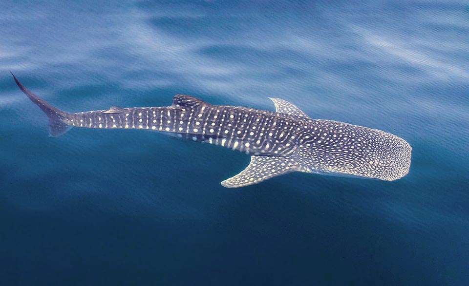 Rhincodon typus è una specie pelagica in continuo movimento alla ricerca del cibo con punti di raduno più frequentati per motivi alimentari o d’accoppiamento.