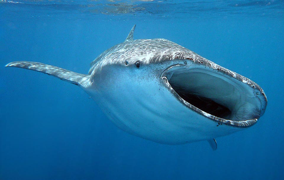 Eccola spalancata. Reca 300 file di minuscoli denti, vestigie inutili di un lontano passato, l’alimentazione è affidata ad una struttura filtrante di dentelli sulle lame branchiali.