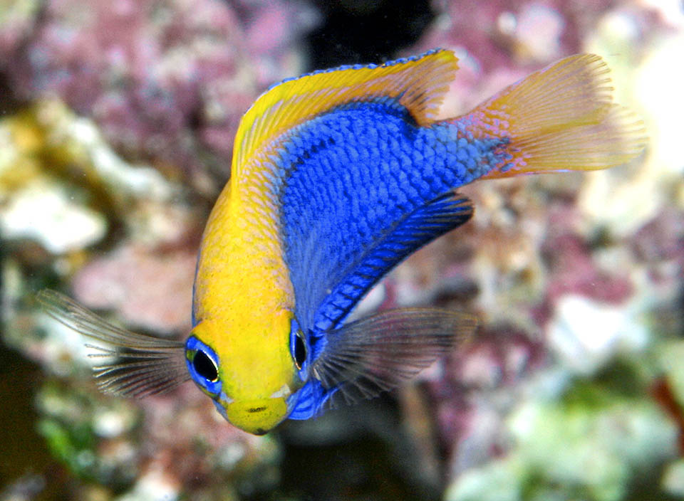 Lungo circa 7 cm, Chrysiptera starcki è presente, a 20-60 m di profondità, lungo le coste tropicali del Pacifico occidentale dal sud del Giappone all’Australia e Tonga.