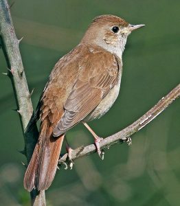 Luscinia megarhynchos - Monaco Nature Encyclopedia