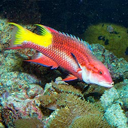 Bodianus pulchellus - Monaco Nature Encyclopedia