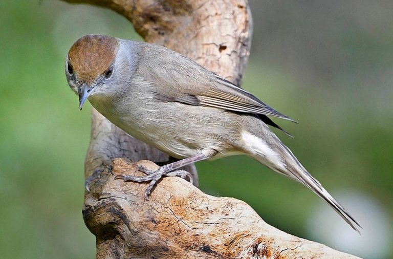 Balearic Blackcap Habitat