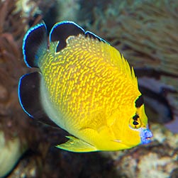 Apolemichthys xanthopunctatus - Monaco Nature Encyclopedia