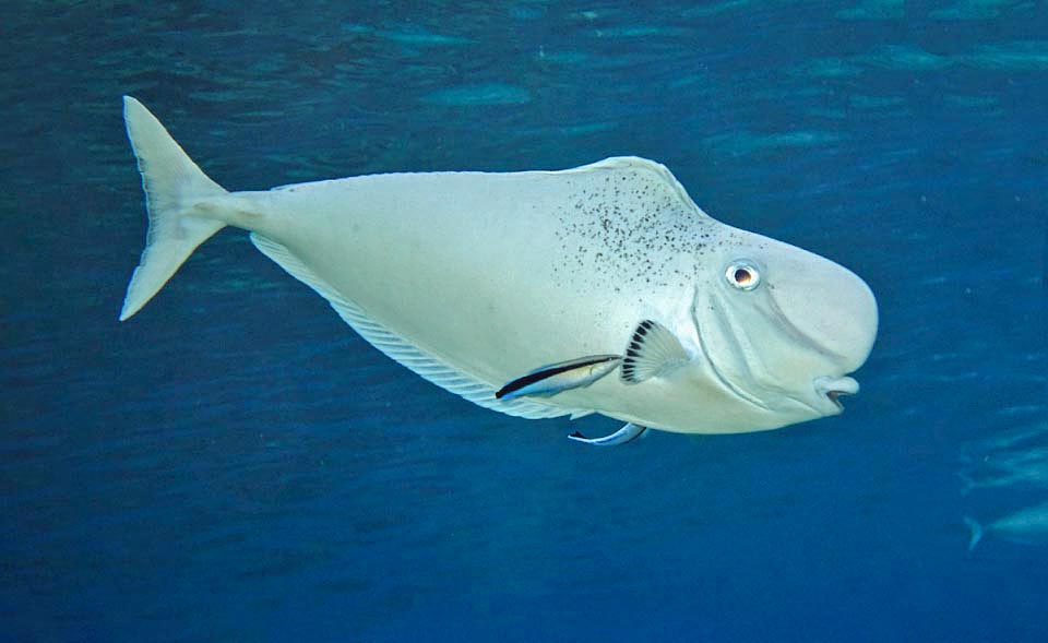 Anche se prende il nome dall’isola di Tonga, Naso tonganus è presente in gran parte dell’Indo-Pacifico tropicale.