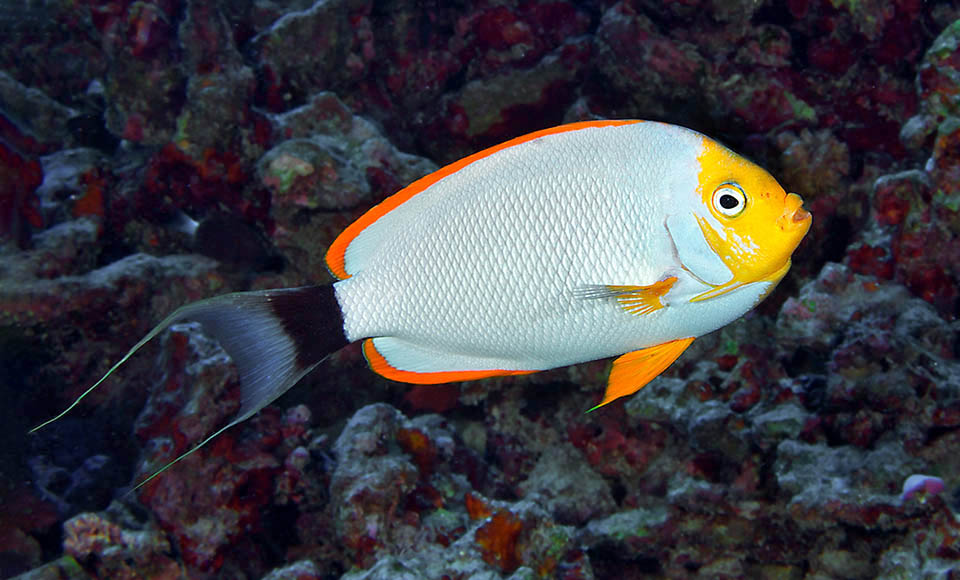 Spettacolare maschio di Pesce angelo mascherato (Genicanthus personatus), specie endemica delle Hawaii, scoperta solo nel 1972.