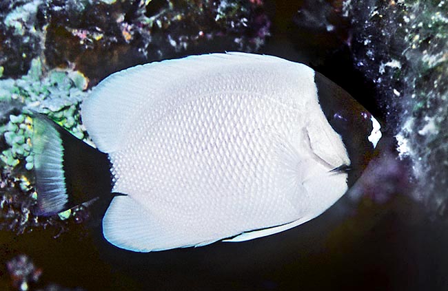 Nei giovani, simili alle femmine ma con pinne pelviche bianche, la maschera facciale nera è molto più estesa e copre quasi tutto il capo eccetto la bocca. Poi, crescendo, la pinna caudale si colora gradualmente di nero.