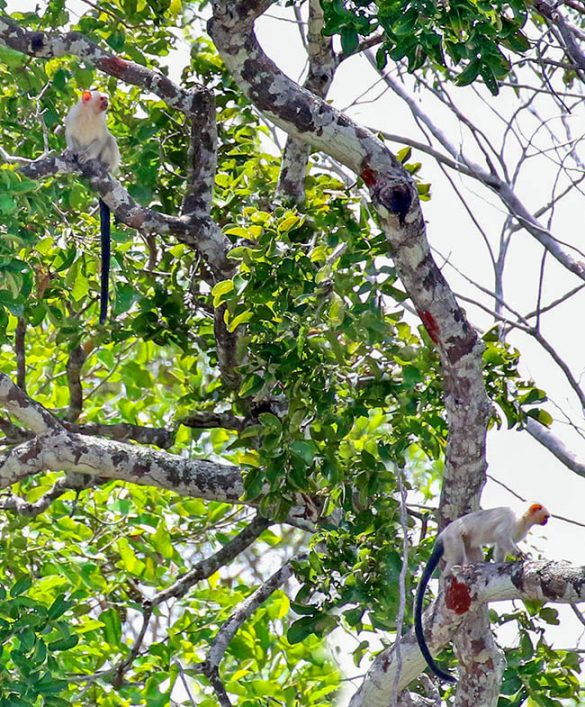 Mico argentatus - Monaco Nature Encyclopedia