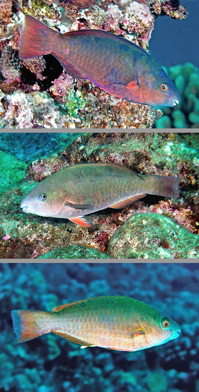 Le femmine di Scarus psittacus, rossastre o grigie, sono meno variabili, con le pelviche rosse come nella livrea iniziale dei due sessi.