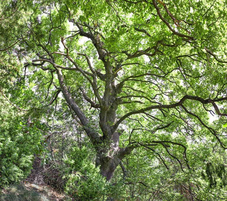 Quercus pubescens - Monaco Nature Encyclopedia