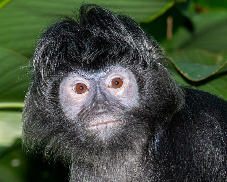 Trachypithecus auratus - Monaco Nature Encyclopedia