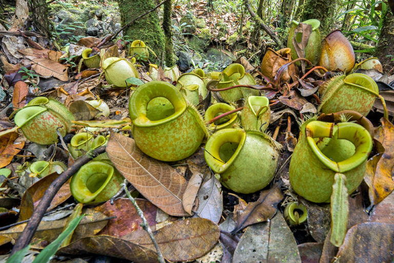 Nepenthes ampullaria - Monaco Nature Encyclopedia