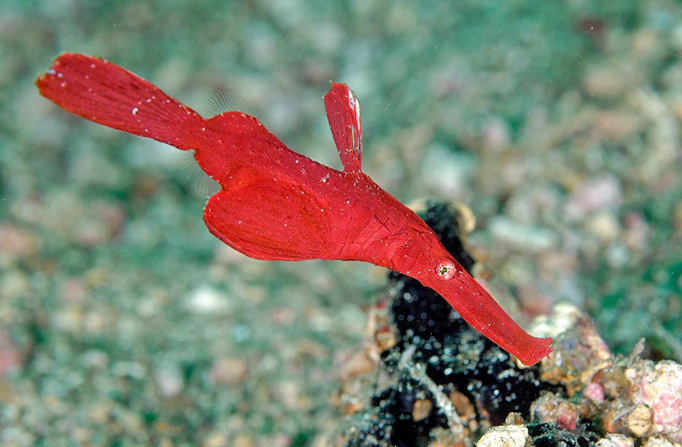 Solenostomus Cyanopterus - Monaco Nature Encyclopedia