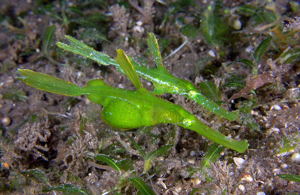 Solenostomus cyanopterus è un pesce monogamo. Si muove sempre in coppia sui fondali e si riproduce una sola volta nella vita. Qui la femmina è decisamente colma d’uova
