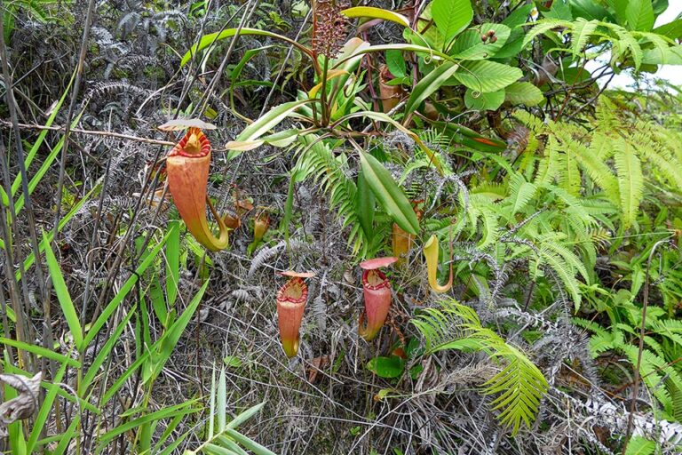 Nepenthes sumatrana - Monaco Nature Encyclopedia