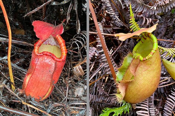 Nepenthes sumatrana - Monaco Nature Encyclopedia