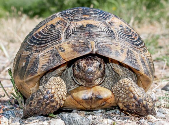 Testudo graeca - Monaco Nature Encyclopedia