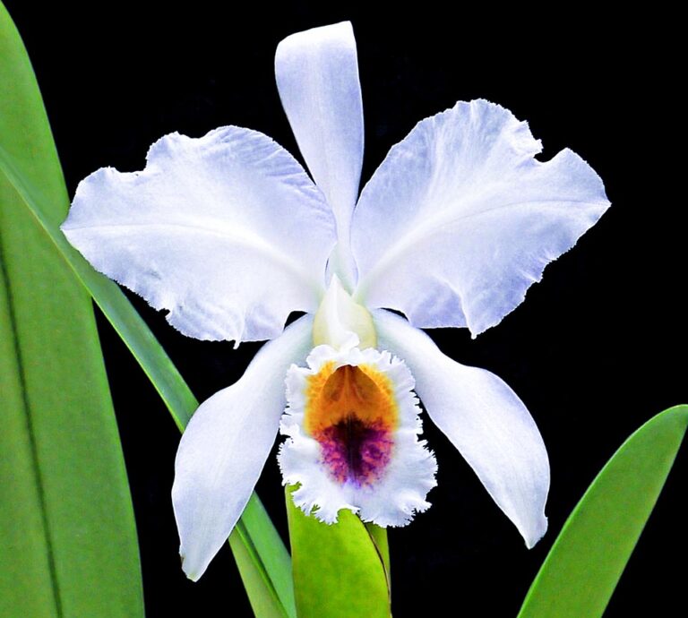 Cattleya percivaliana - Monaco Nature Encyclopedia