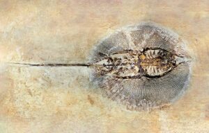 Chondrichthyes - Monaco Nature Encyclopedia