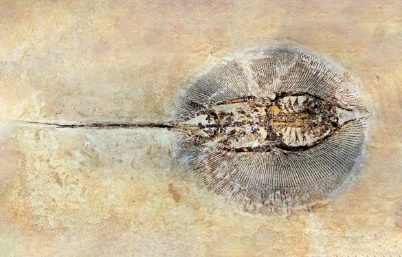 Chondrichthyes - Monaco Nature Encyclopedia