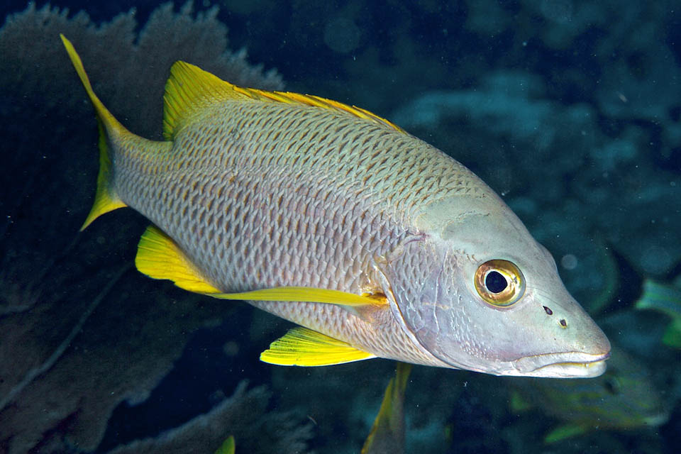 The Schoolmaster snapper (Lutjanus apodus) is an about 35 cm Caribbean fish living even 42 years, reaching 79 cm and 10,8 kg.