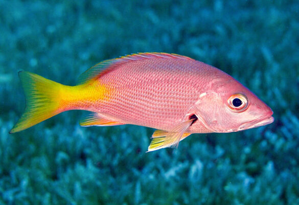 Lutjanus buccanella - Monaco Nature Encyclopedia