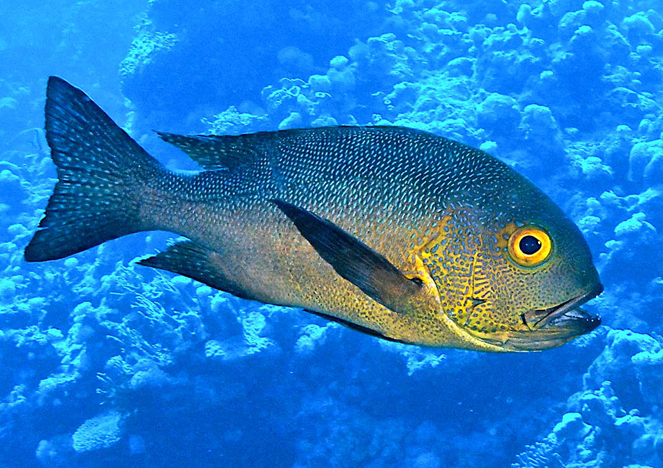 Macolor macularis is an about 30 cm snapper present in the tropical waters of western Pacific and adjacent zones of Indian Ocean.