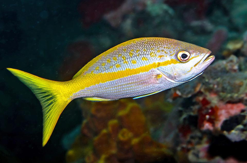 Long d’environ 40 cm et au maximum de 86,3 cm avec un poids de 4,1 kg, Ocyurus chrysurus est répandu du Massachusetts et des Bermudes jusqu’à San Paolo du Brésil.