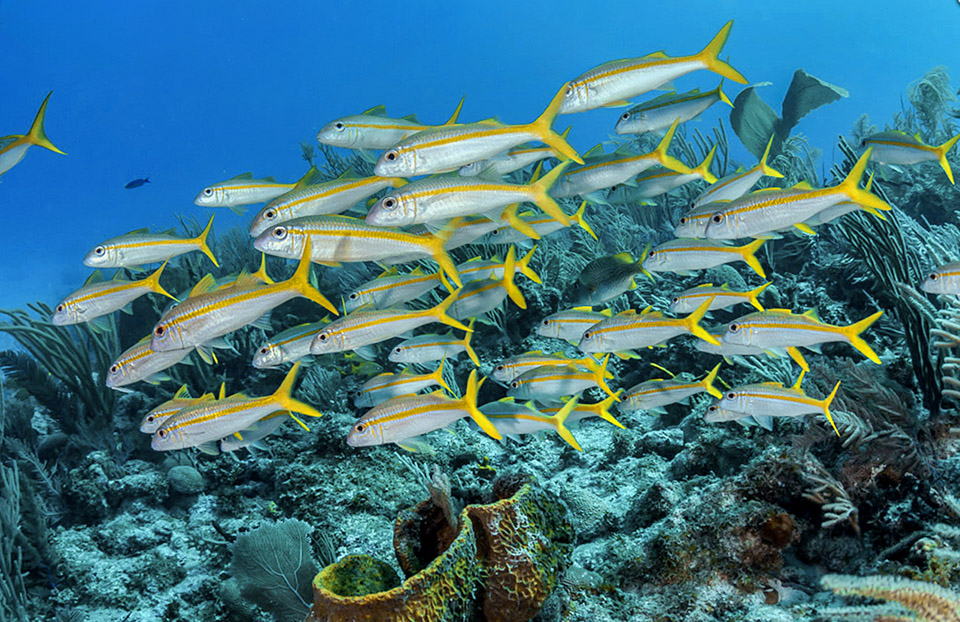 The IUCN Red List of the endangered species therefore doesn't opine due to lack of data. Here subadults of of Ocyurus chrysurus mixed with Mulloidichthys martinicus goatfish.