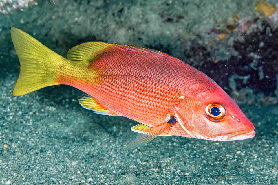 Though often scarlet, Lutjanus buccanella owes its common name of Blackfin snapper to the tiny dark spot located at the base of the pectoral fins.