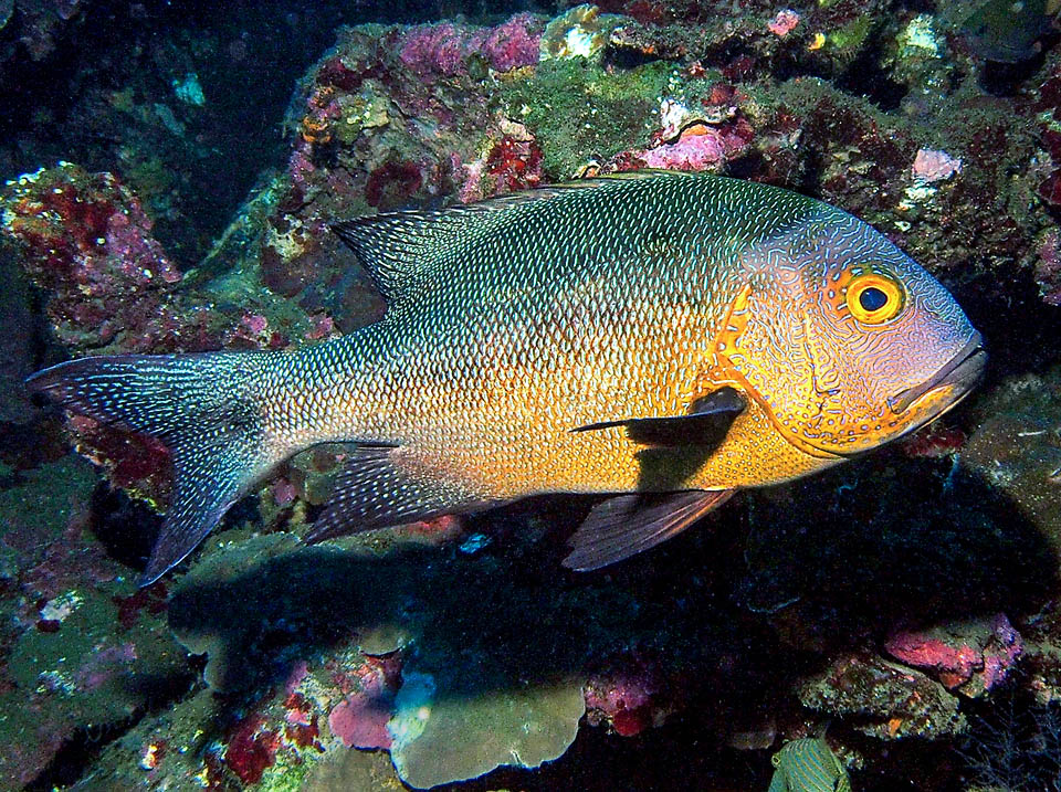 Macolor macularis is found mostly alone between 2 and 90 m of depth. The big scales form thin blue hatchings and arabesques well visible on the head and the tending orange yellow cheeks.