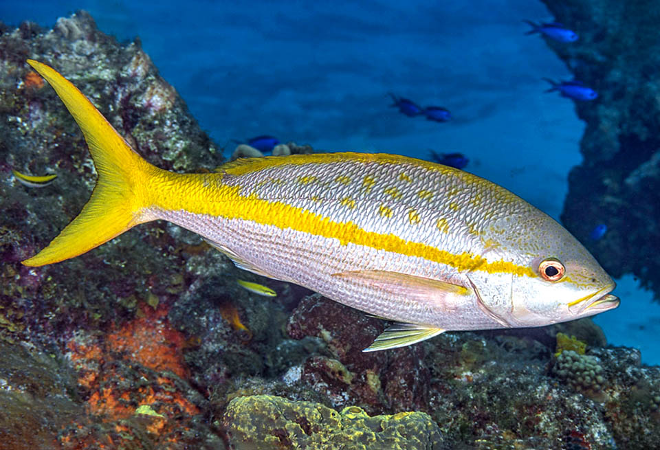 Chez les adultes le lobe supérieur de la nageoire caudale, très fourchue, est plus long. La livrée de Ocyurus chrysurus est coupée horizontalement en deux par une bande jaune.