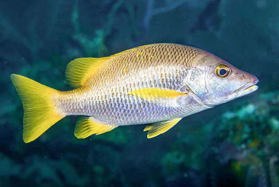 The fins of Lutjanus apodus are yellow and the body has golden hues like the American buses carrying the kids to school, hence maybe its odd common name.