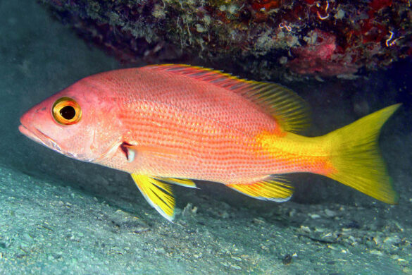 Lutjanus buccanella - Monaco Nature Encyclopedia