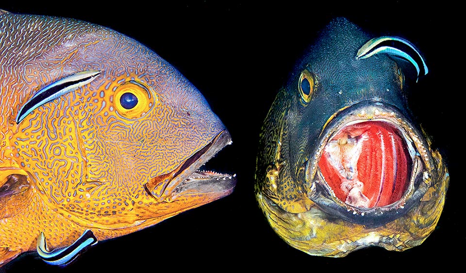 Two Macolor macularis images with wide-open mouth assisted by Labroides dimidiatus in a cleaning station. We note, besides the elegant drawings, the jaws conical teeth with dark lips, the showy notch on the preoperculum, the operculum pointed at the top, the gills and the yellow eye distinguishing this species from congener Macolor niger.