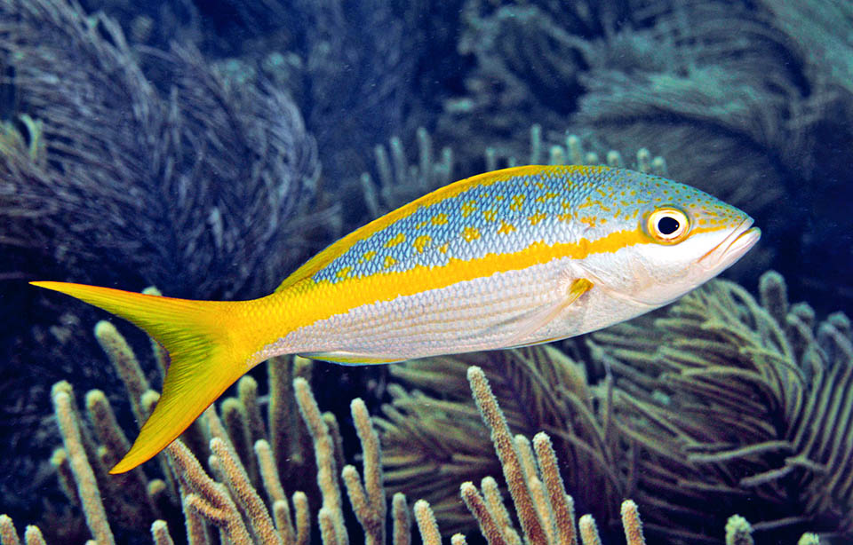 The often bluish upper part is dotted by yellow spots whilst the ventral is silvery with alternate reddish and yellow thin lines.