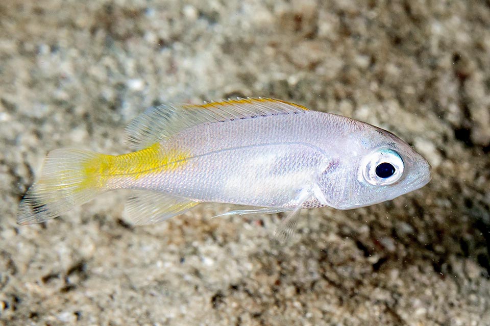 Juvenile of Lutjanus buccanella shortly after larval phase. Stands out at once the characteristic yellow spot toward the caudal peduncle.
