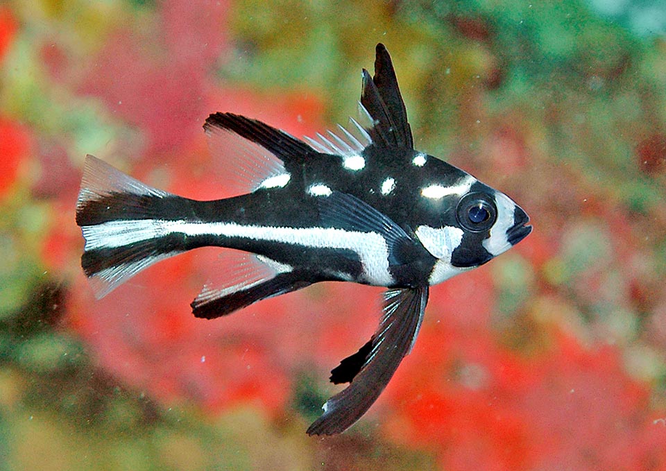 The juvenile livery is white and black. In this specimen, larger, we note an ample white stripe along the sides and some white spots on the back.