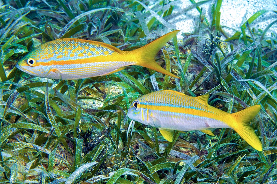 Ocyurus chrysurus se déplace seul ou en bancs, souvent associé à d'autres espèces comme ce rouget (Mulloidichthys martinicus) qui emprunte sa couleur pour passer inaperçu.