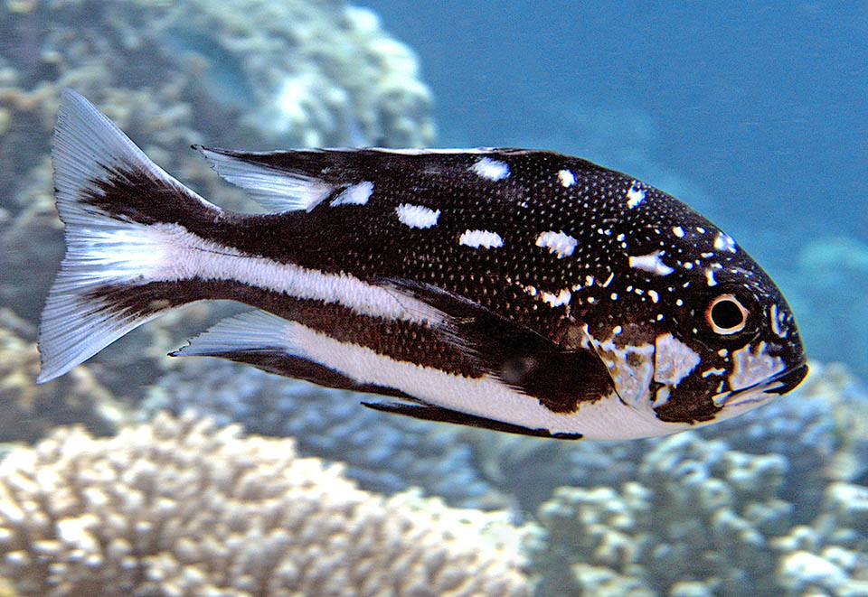 While growing the pelvic fins reduce and the profile of the head is not rectilinear any more as it was in the previous stage but becomes convex. The body has risen noticeably creating a second white ventral stripe and at least six big white spots towards back, whilst the head is mottled with thin stippled dots.