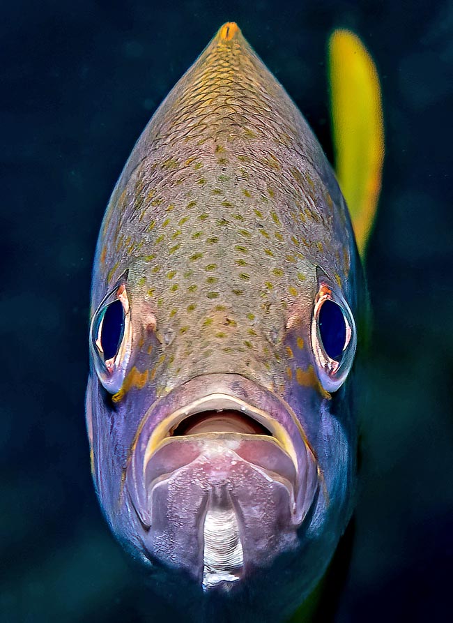 The mouth of Ocyurus chrysurus is relatively big with upper jaw moderately protractile. The teeth, conical and pointed with some front canine, are present in one or more rows on both jaws and in the mouth on vomer and sides.