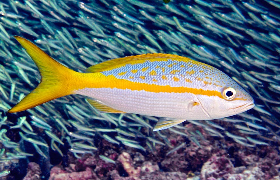 Ocyurus chrysurus se nourrit quand il est jeune de plancton puis, de plus en plus, de poissons, de crustacés, de gastéropodes et de céphalopodes.