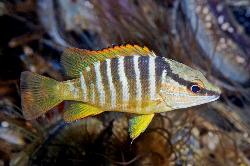 Juveniles have 8 dark vertical bars on the sides, similar to the diagonal crossing the eye, and below we note a thin horizontal blue line.