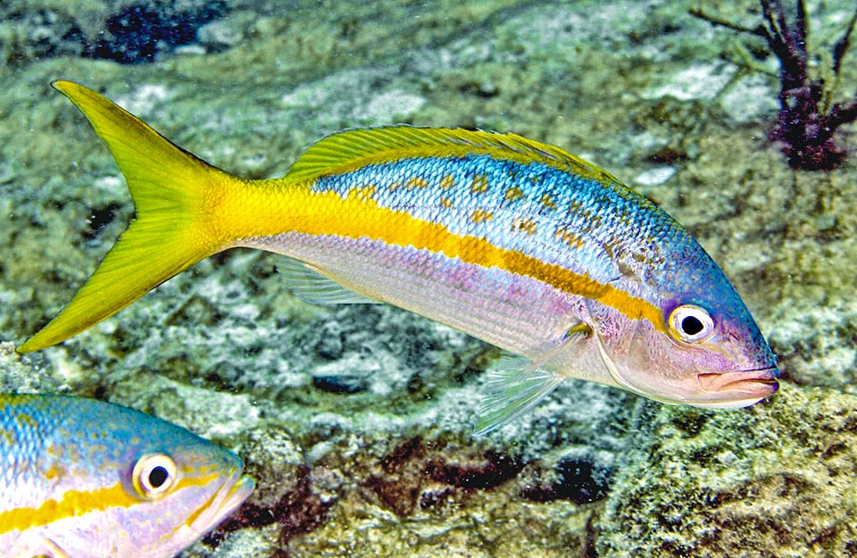 Ocyurus chrysurus se reproduit toute l'année avec des pics variant selon les secteurs. Les œufs sont confiés aux courants et éclosent 24 heures après.